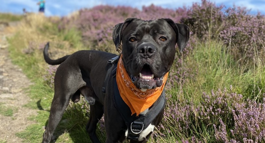 black cane corse wearing orange bandana stood in field