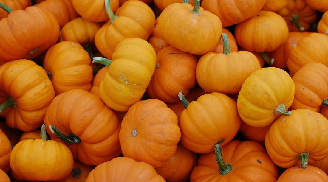 Discover The Health Benefits of Pumpkin for Dogs