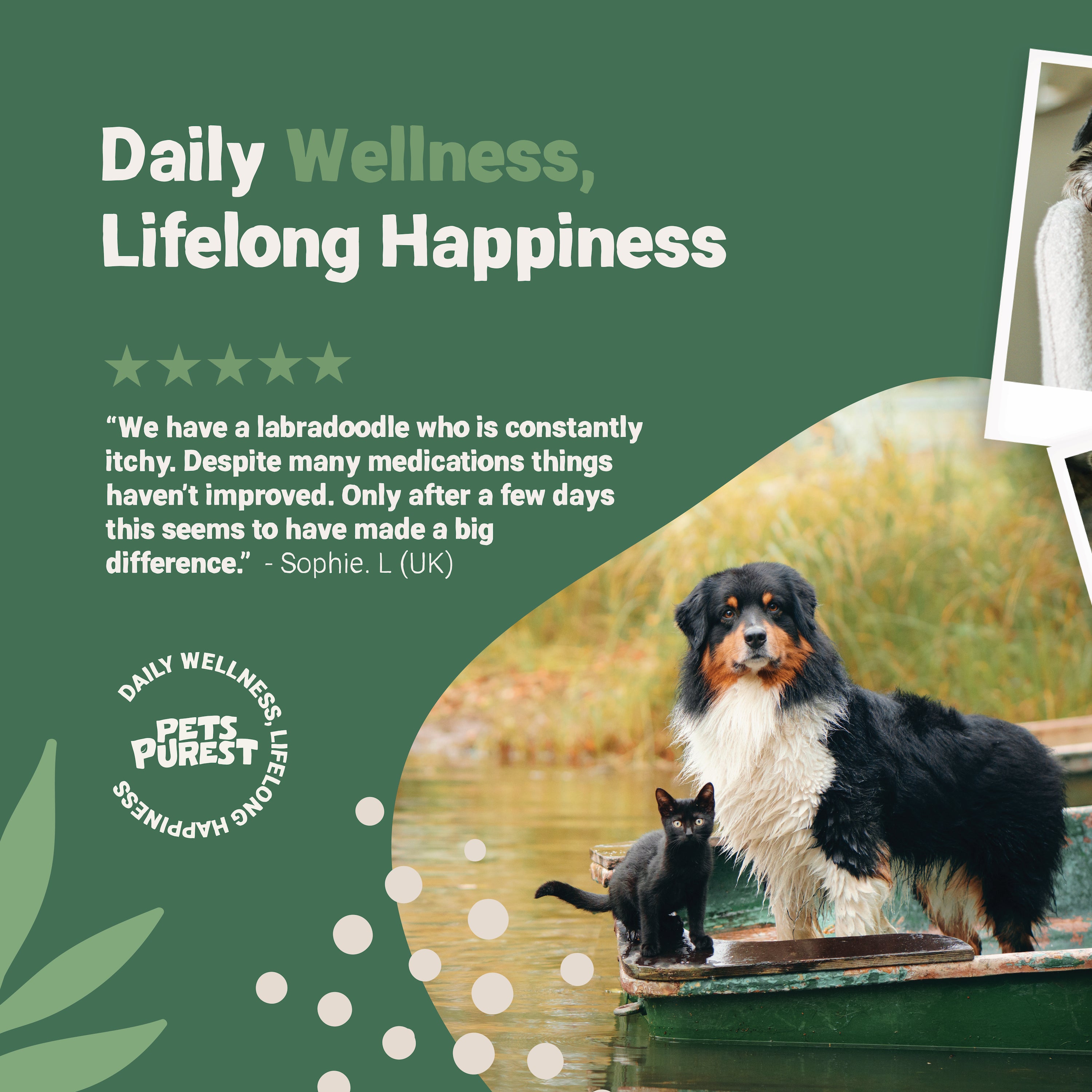 Chinese herbs for dog allergies best sale