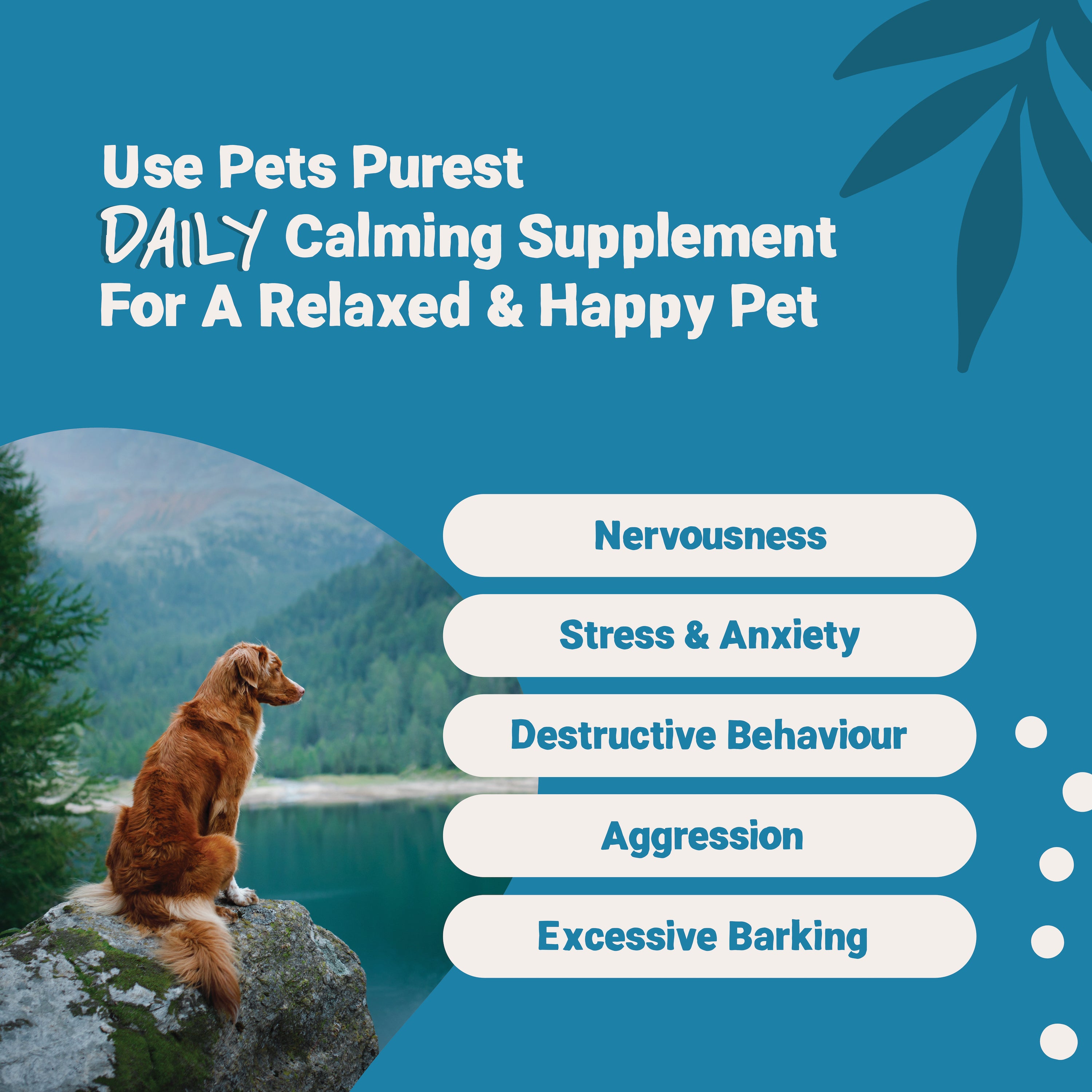 Calming pills for store dogs