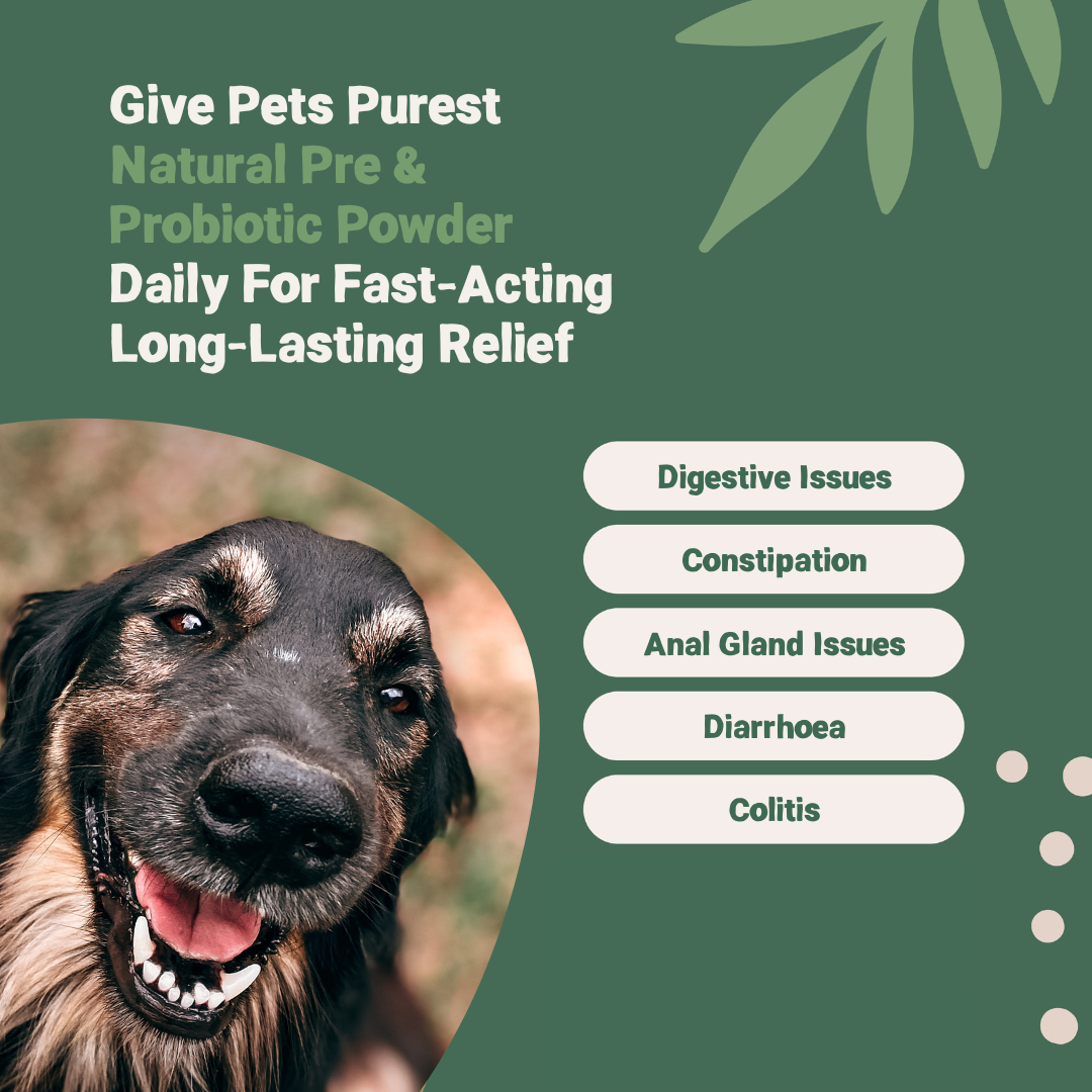The Benefits of Psyllium Husk for Dogs