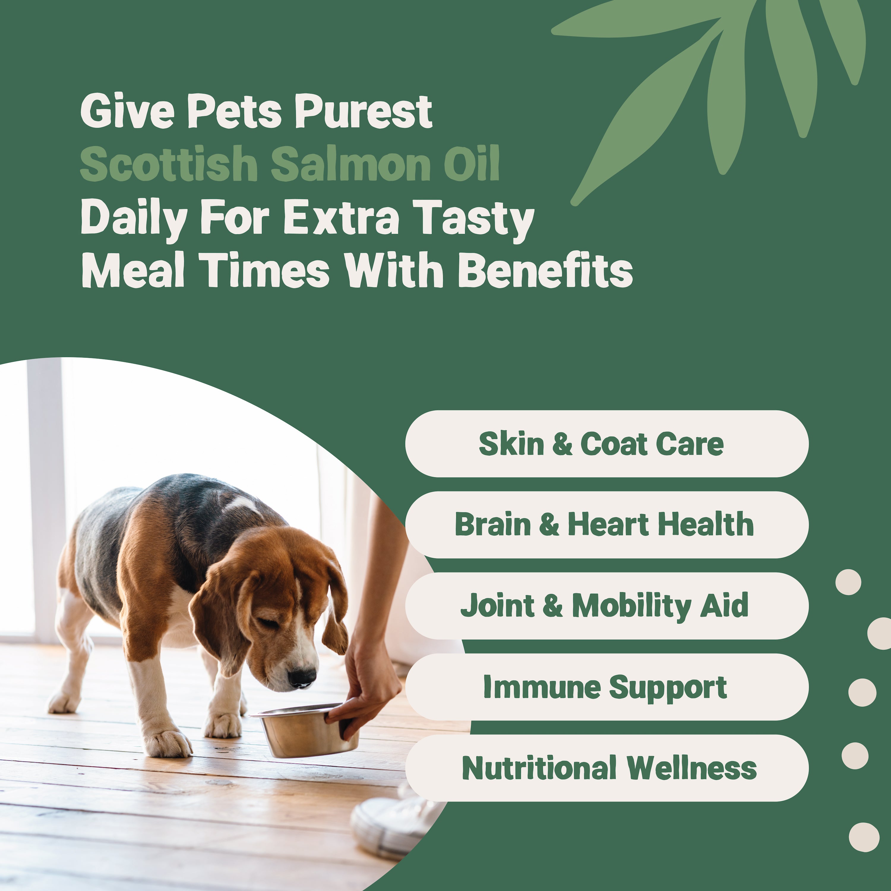 Fish oil hotsell for dogs joints